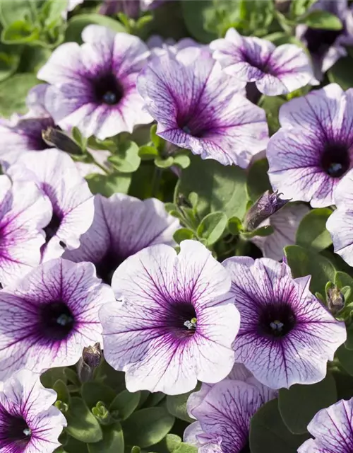 Petunia 'Potunia'®