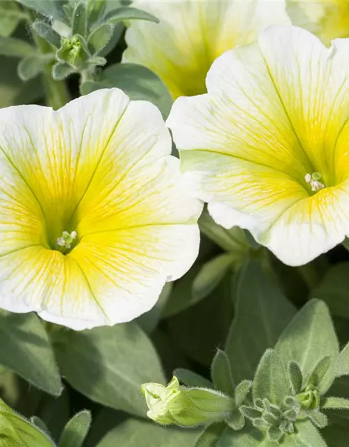 Petunia 'Potunia'®