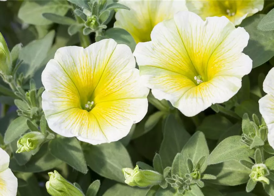 Petunia 'Potunia'®