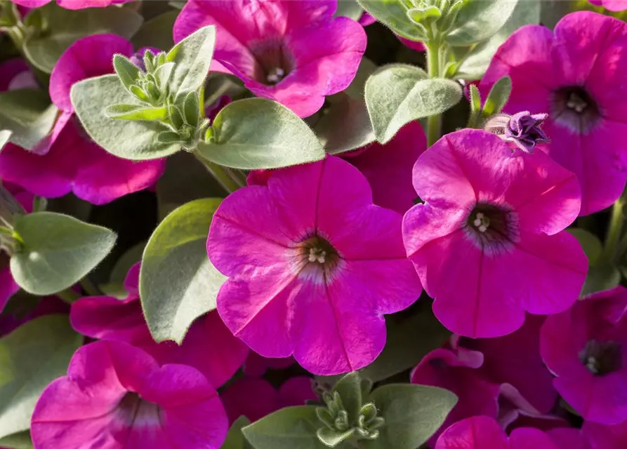 Petunia 'Potunia'®