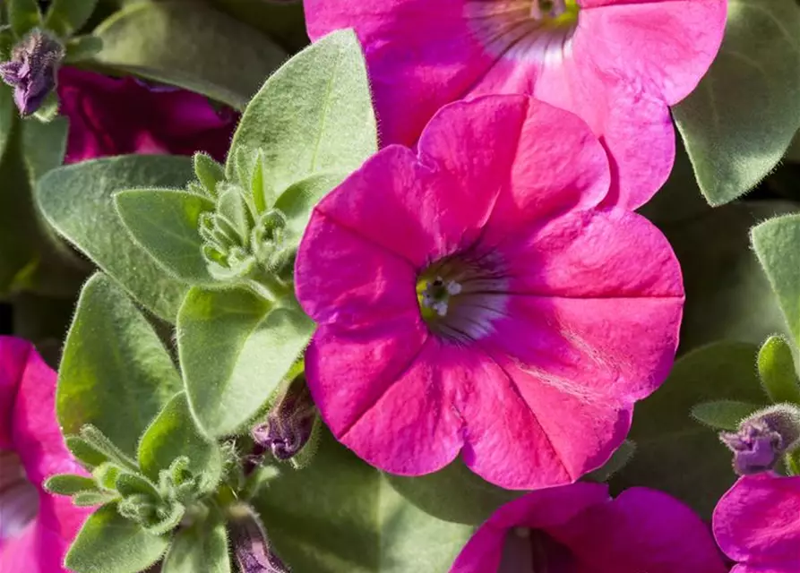 Petunia 'Potunia'®