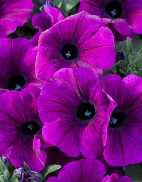 Petunia 'Potunia'®