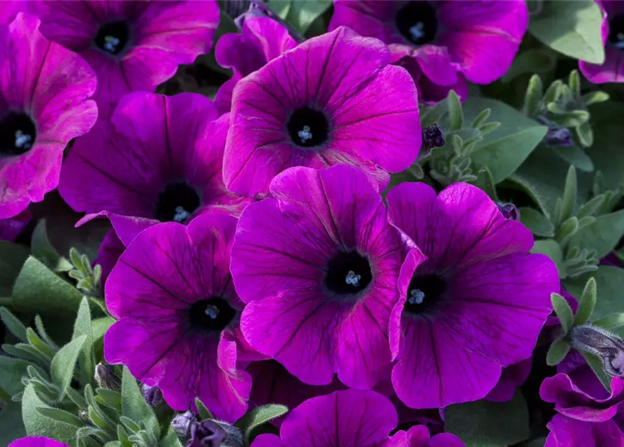 Petunia 'Potunia'®