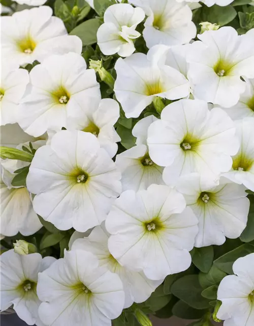 Petunia 'Potunia'®