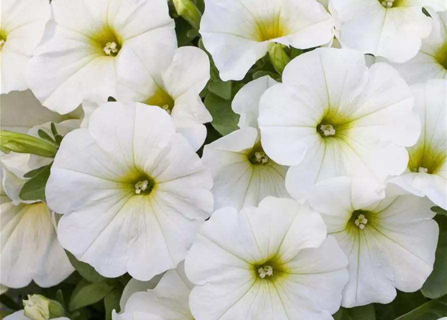 Petunia 'Potunia'®