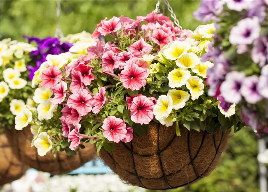 Petunia 'Potunia'®