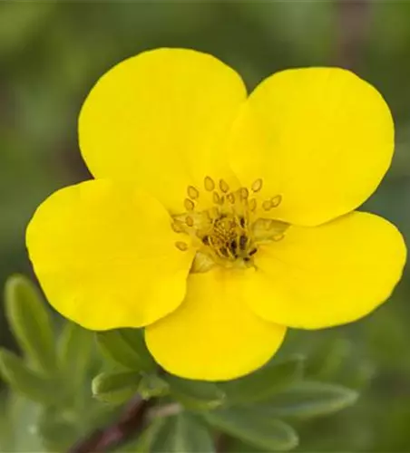 Potentilla fruticosa