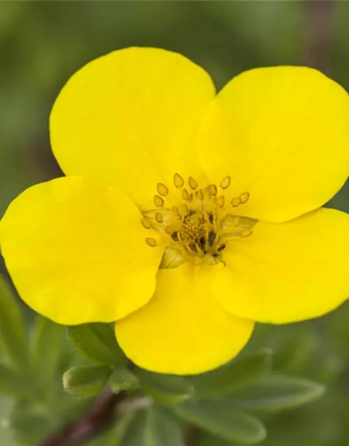 Potentilla fruticosa