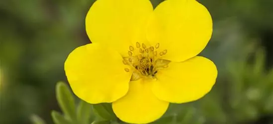 Potentilla fruticosa