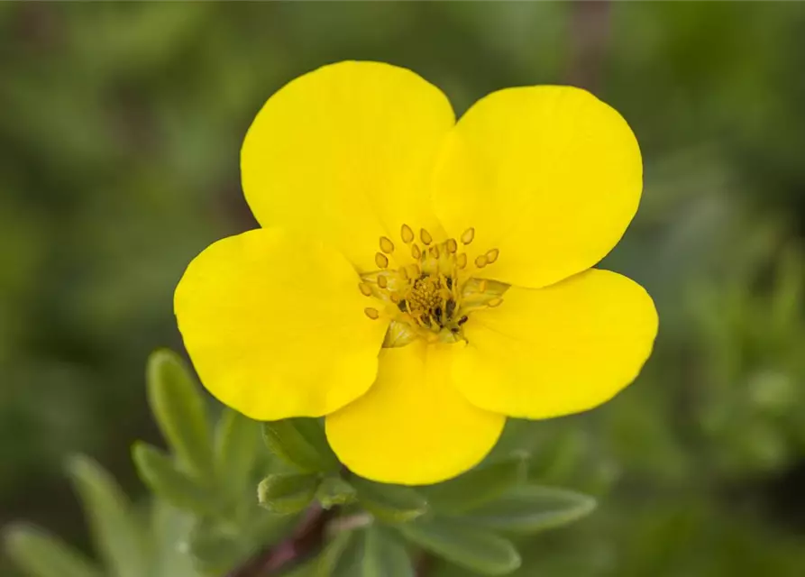 Potentilla fruticosa