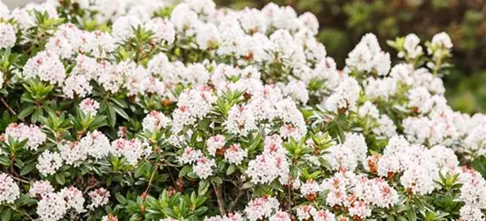 Rhododendron micranthum Bloombux