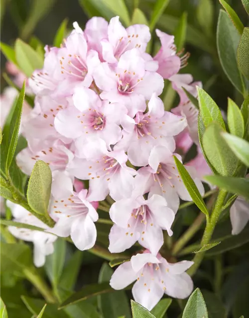 Rhododendron micranthum Bloombux