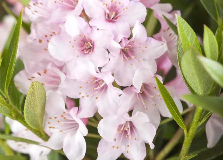 Rhododendron micranthum Bloombux