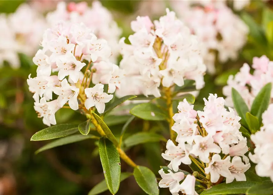 Rhododendron micranthum Bloombux