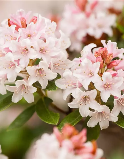 Rhododendron micranthum Bloombux