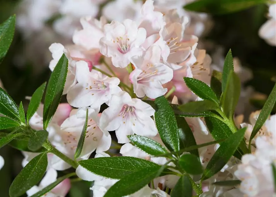 Rhododendron micranthum Bloombux