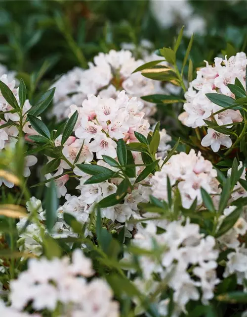 Rhododendron micranthum Bloombux