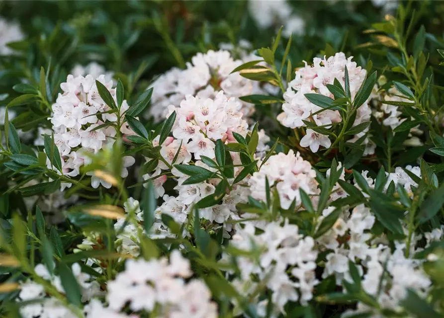 Rhododendron micranthum Bloombux