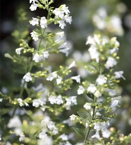 Nepeta x faassenii, weiß