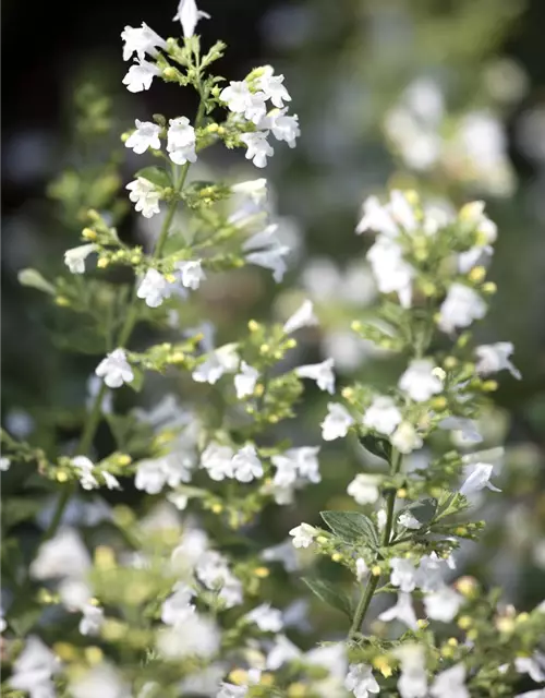 Nepeta x faassenii, weiß