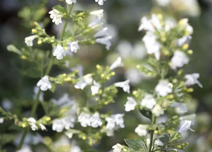 Nepeta x faassenii, weiß