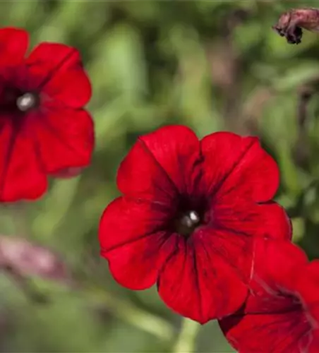 Petunia 'SURFINIA'™