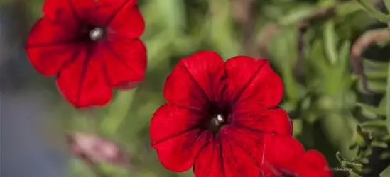 Petunia 'SURFINIA'™