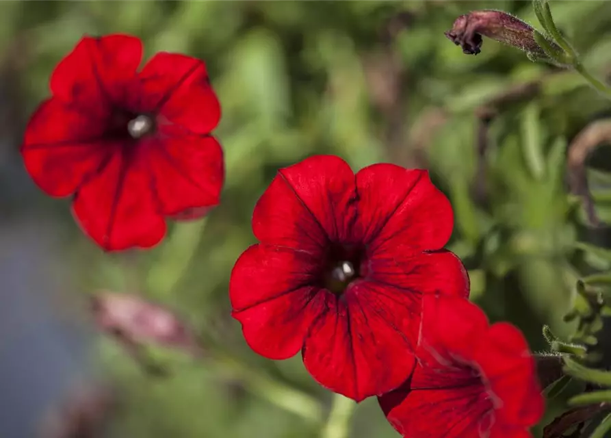 Petunia 'SURFINIA'™