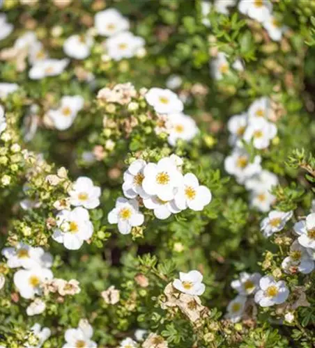 Potentilla fruticosa 'Abbotswood'