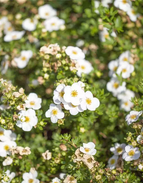 Potentilla fruticosa 'Abbotswood'