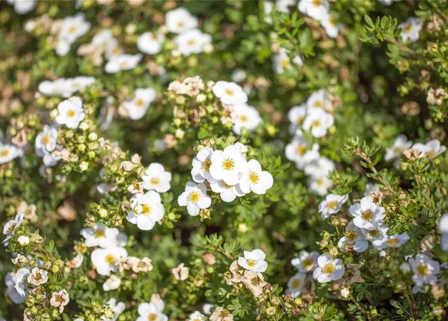 Potentilla fruticosa 'Abbotswood'