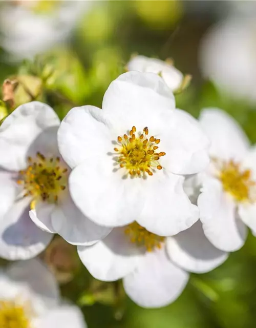 Potentilla fruticosa 'Abbotswood'