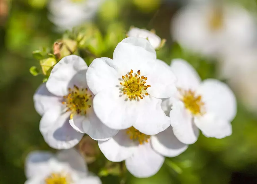 Potentilla fruticosa 'Abbotswood'