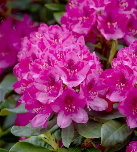 Rhododendron 'Nova Zembla'