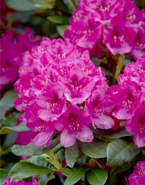 Rhododendron 'Nova Zembla'