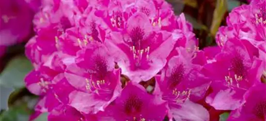 Rhododendron 'Nova Zembla'