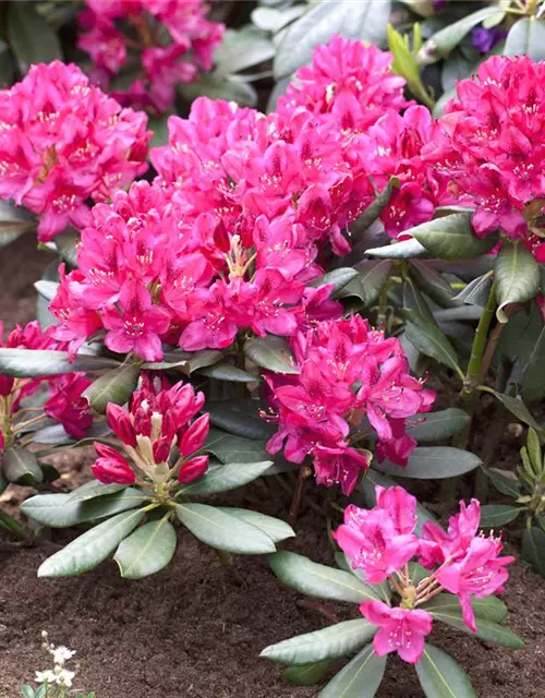 Rhododendron 'Nova Zembla'