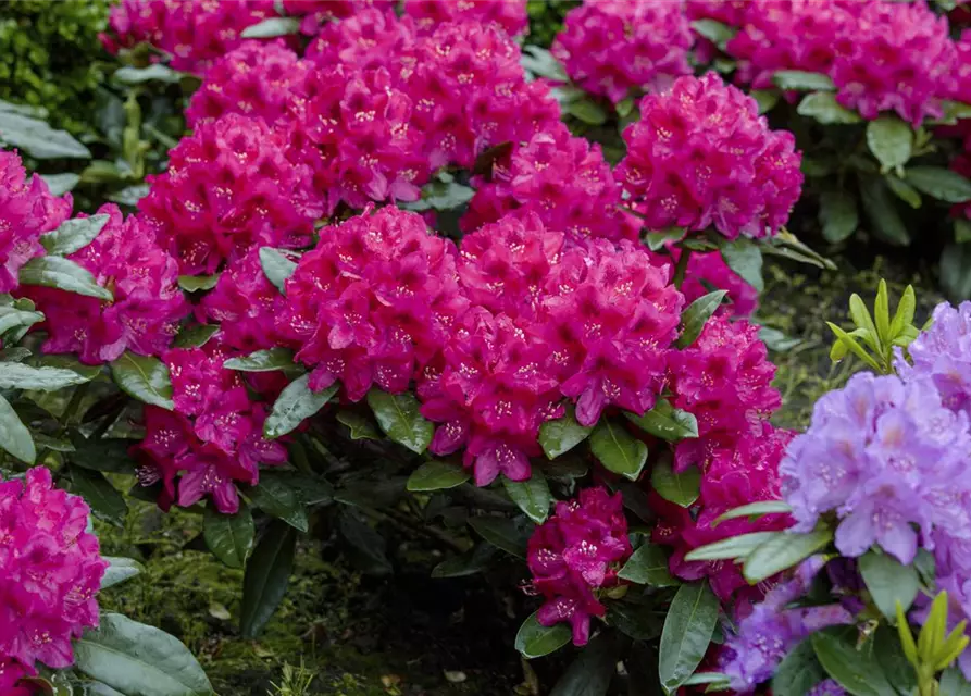 Rhododendron 'Nova Zembla'