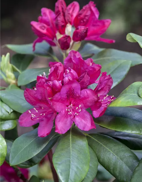 Rhododendron 'Nova Zembla'