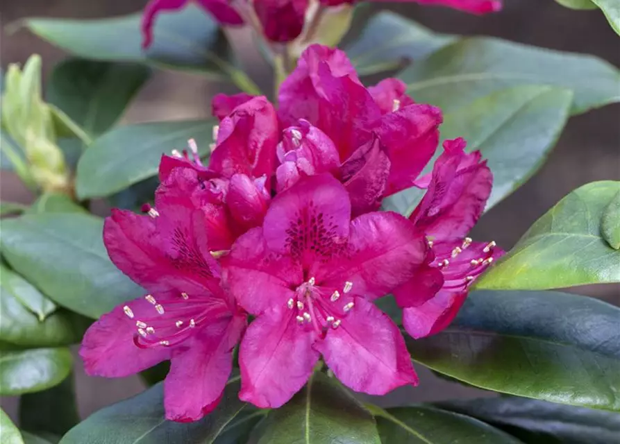 Rhododendron 'Nova Zembla'