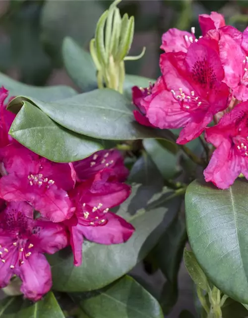 Rhododendron 'Nova Zembla'