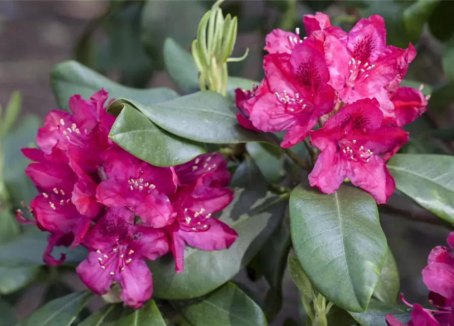 Rhododendron 'Nova Zembla'