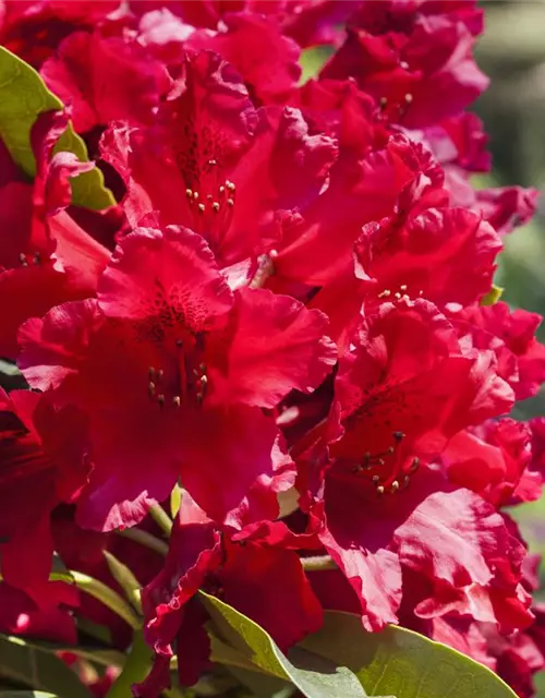 Rhododendron 'Nova Zembla'