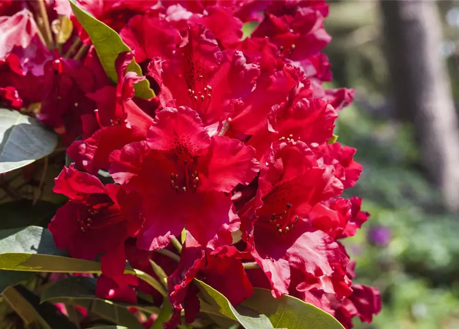 Rhododendron 'Nova Zembla'