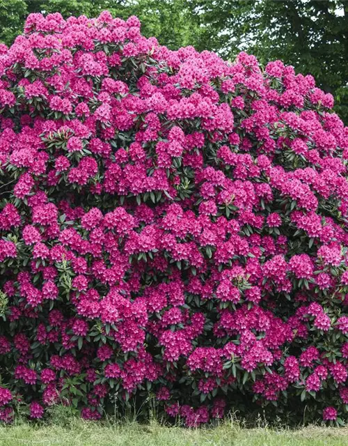 Rhododendron 'Nova Zembla'