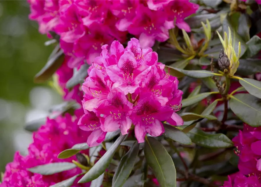 Rhododendron 'Nova Zembla'