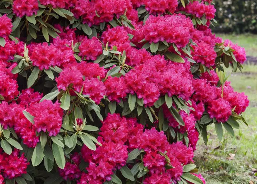 Rhododendron 'Nova Zembla'