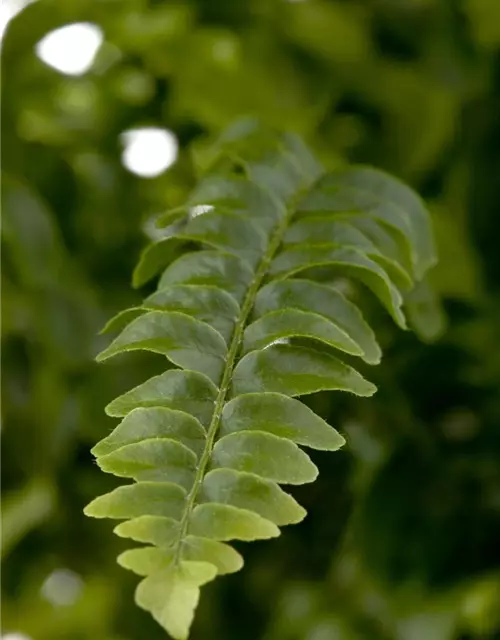 Nephrolepis exaltata