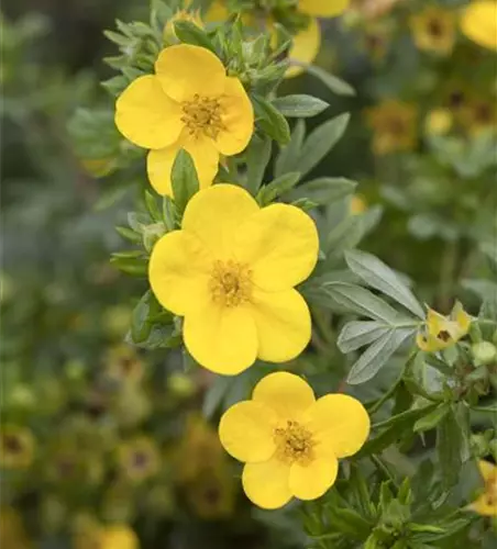 Potentilla fruticosa 'Kobold'