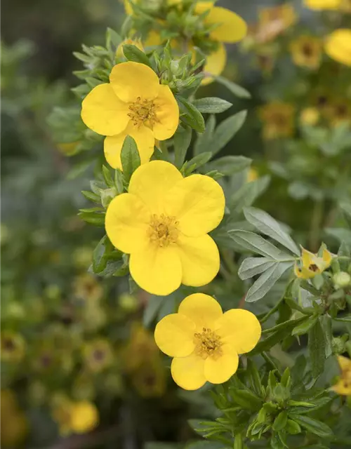 Potentilla fruticosa 'Kobold'